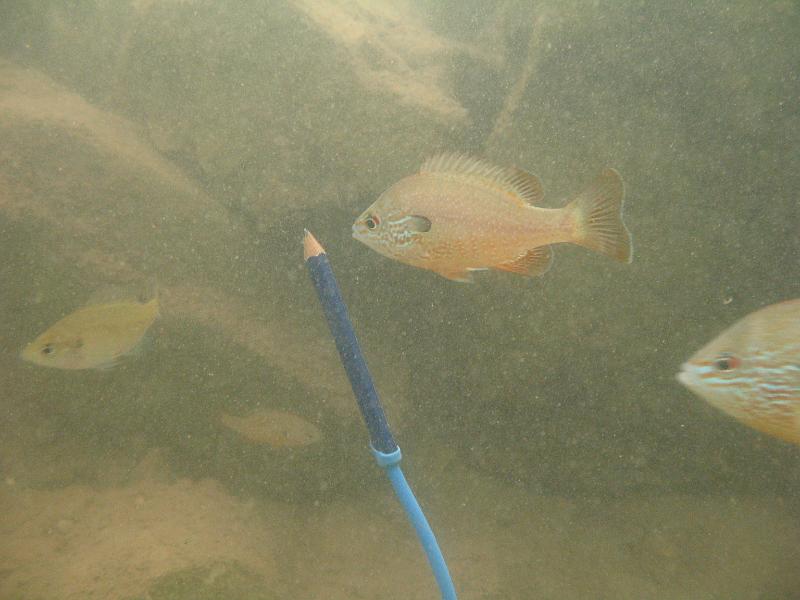 Scuba Table Rock 090.jpg